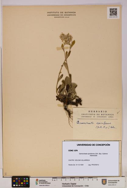 Gamochaeta spiciformis [Espécimen: UDEC:CONC:0001279]