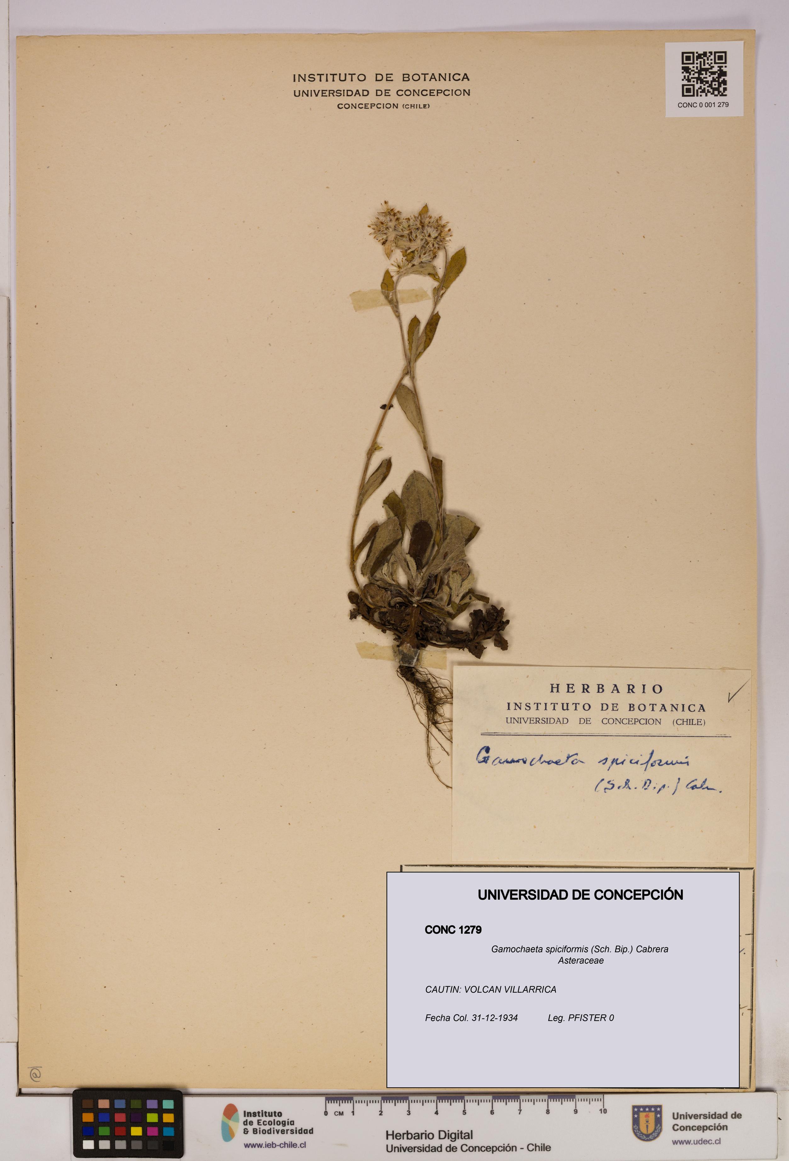 Gamochaeta spiciformis [Espécimen: UDEC:CONC:0001279]