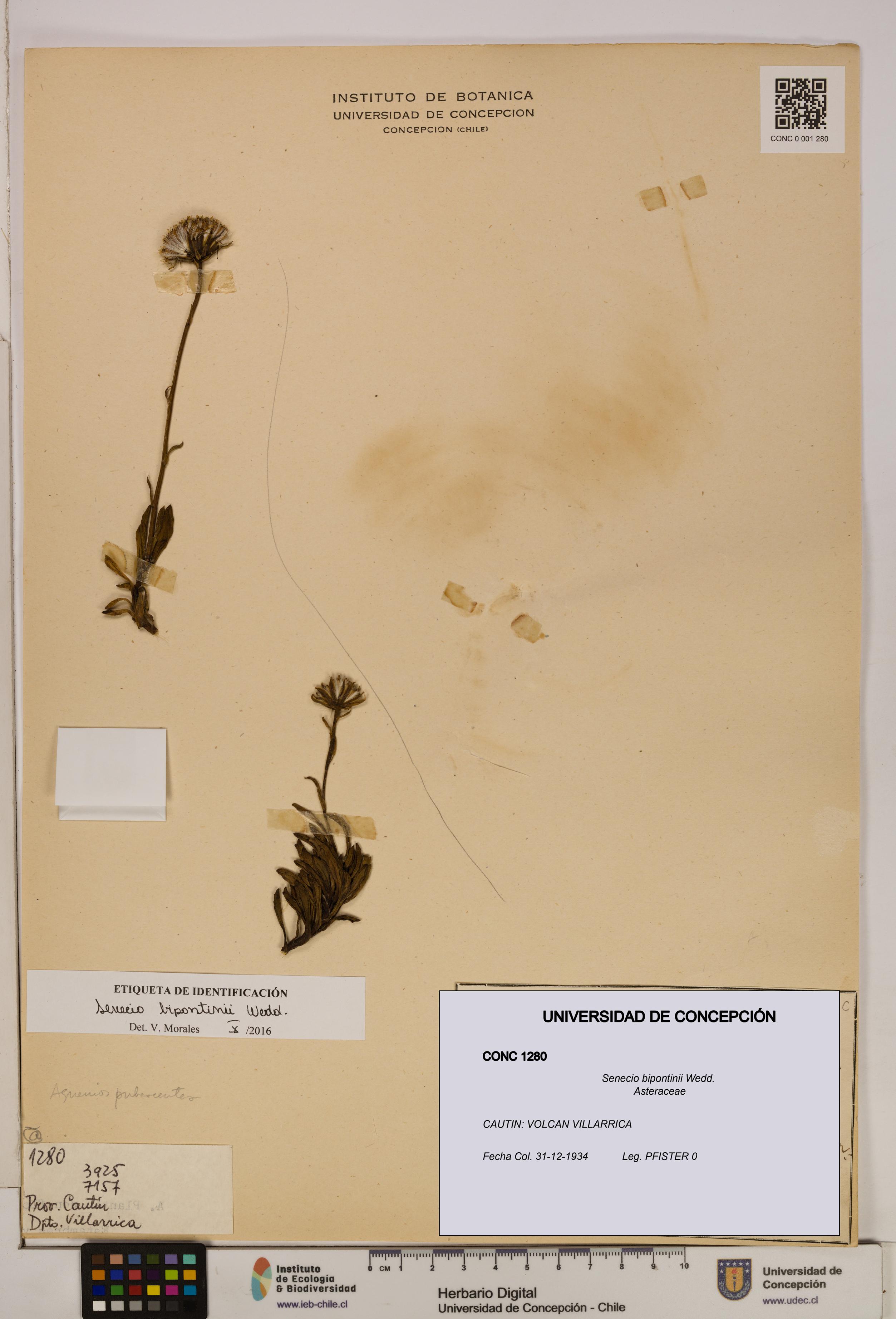 Senecio bipontinii [Espécimen: UDEC:CONC:0001280]