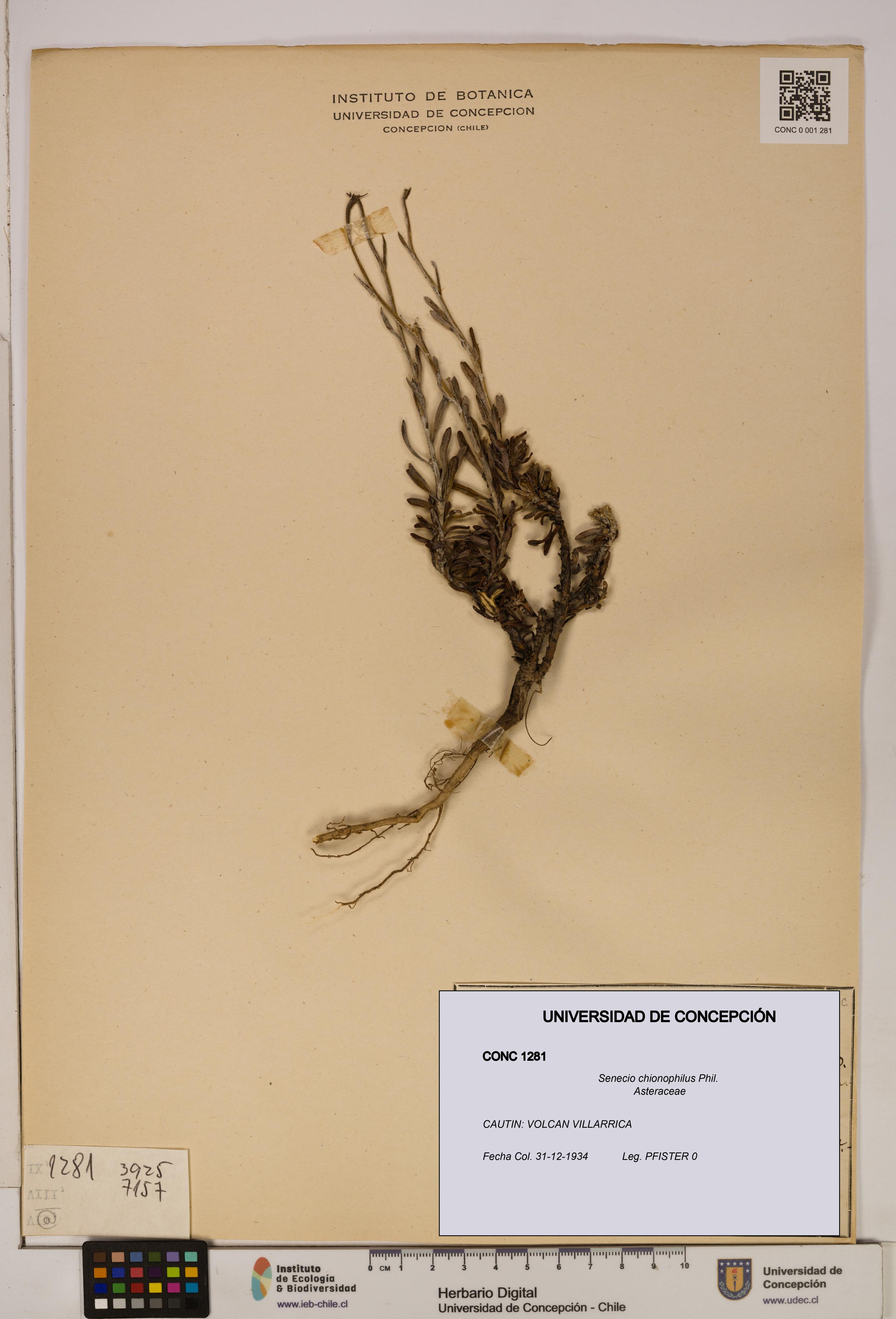 Senecio chionophilus [Espécimen: UDEC:CONC:0001281]