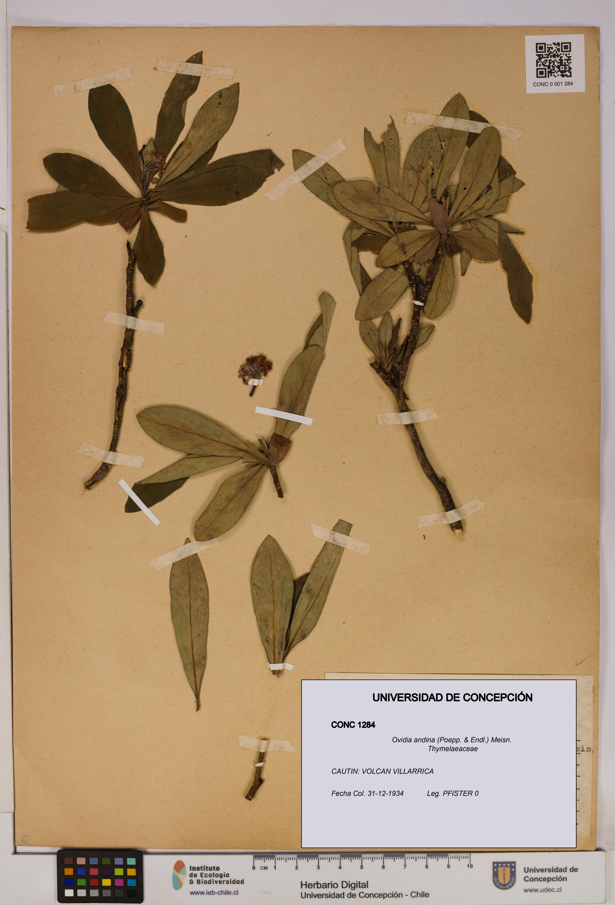 Ovidia andina [Espécimen: UDEC:CONC:0001284]