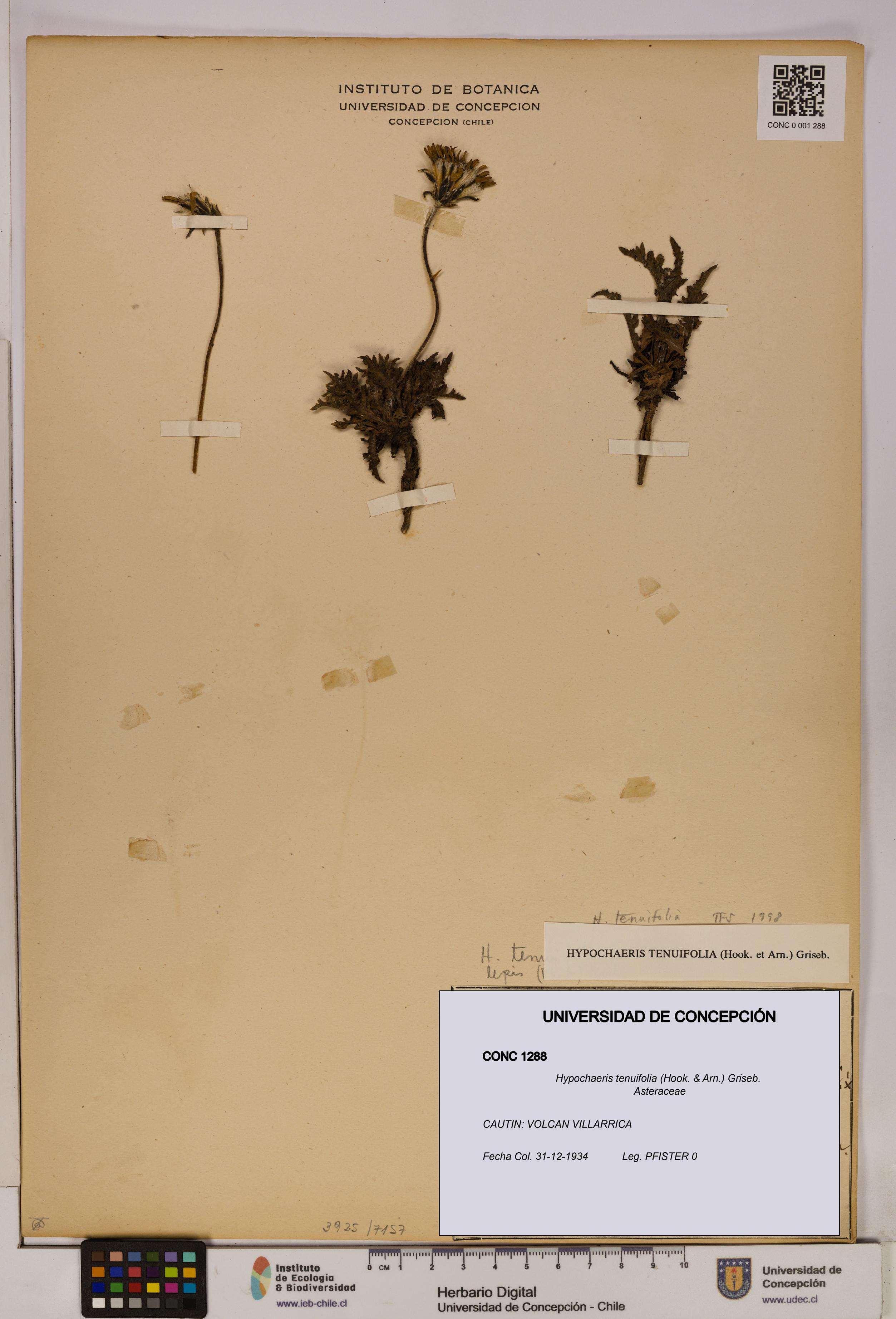 Hypochaeris tenuifolia [Espécimen: UDEC:CONC:0001288]