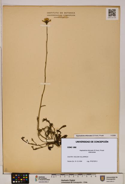Haplosticha trifurcata [Espécimen: UDEC:CONC:0001292]