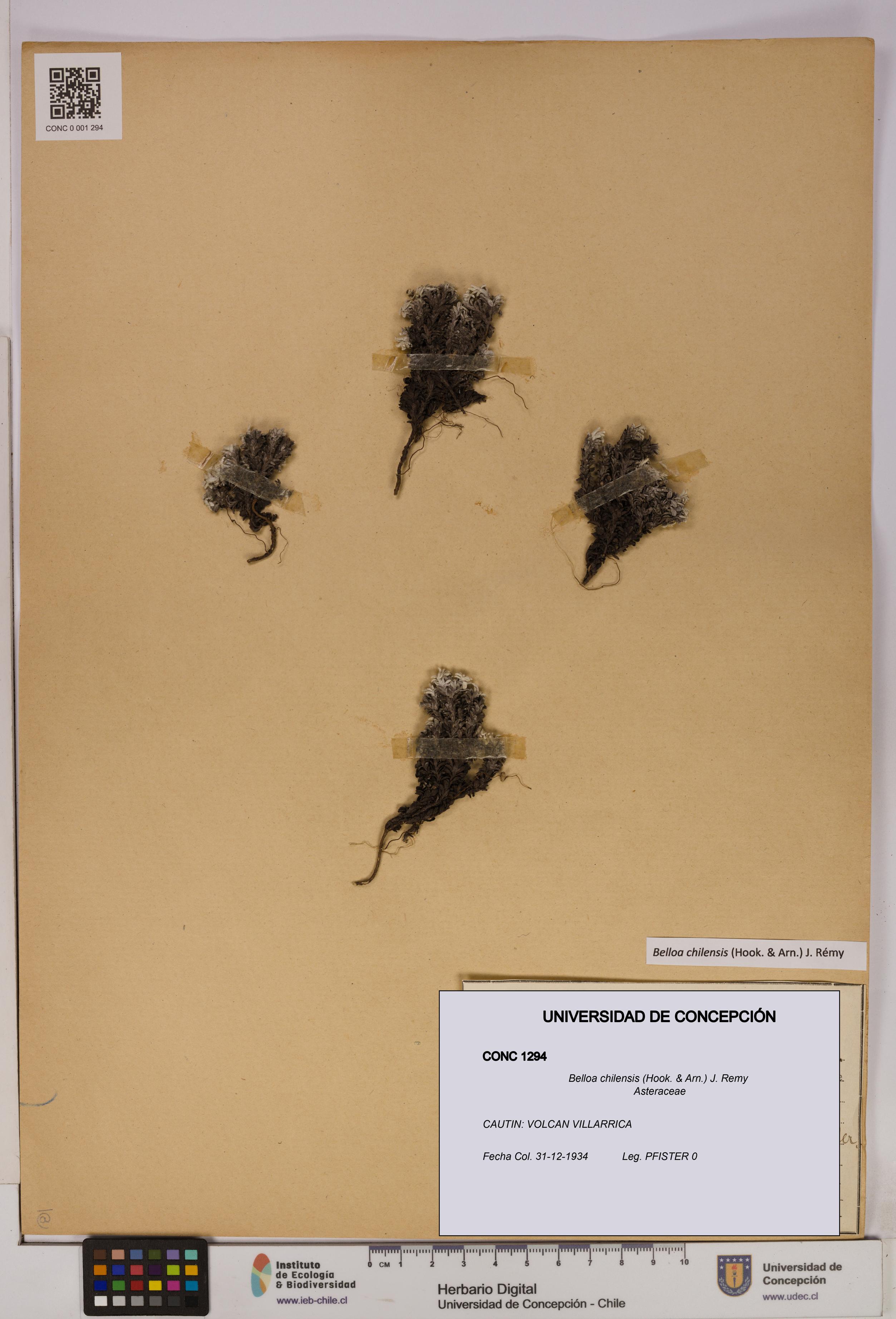 Belloa chilensis [Espécimen: UDEC:CONC:0001294]