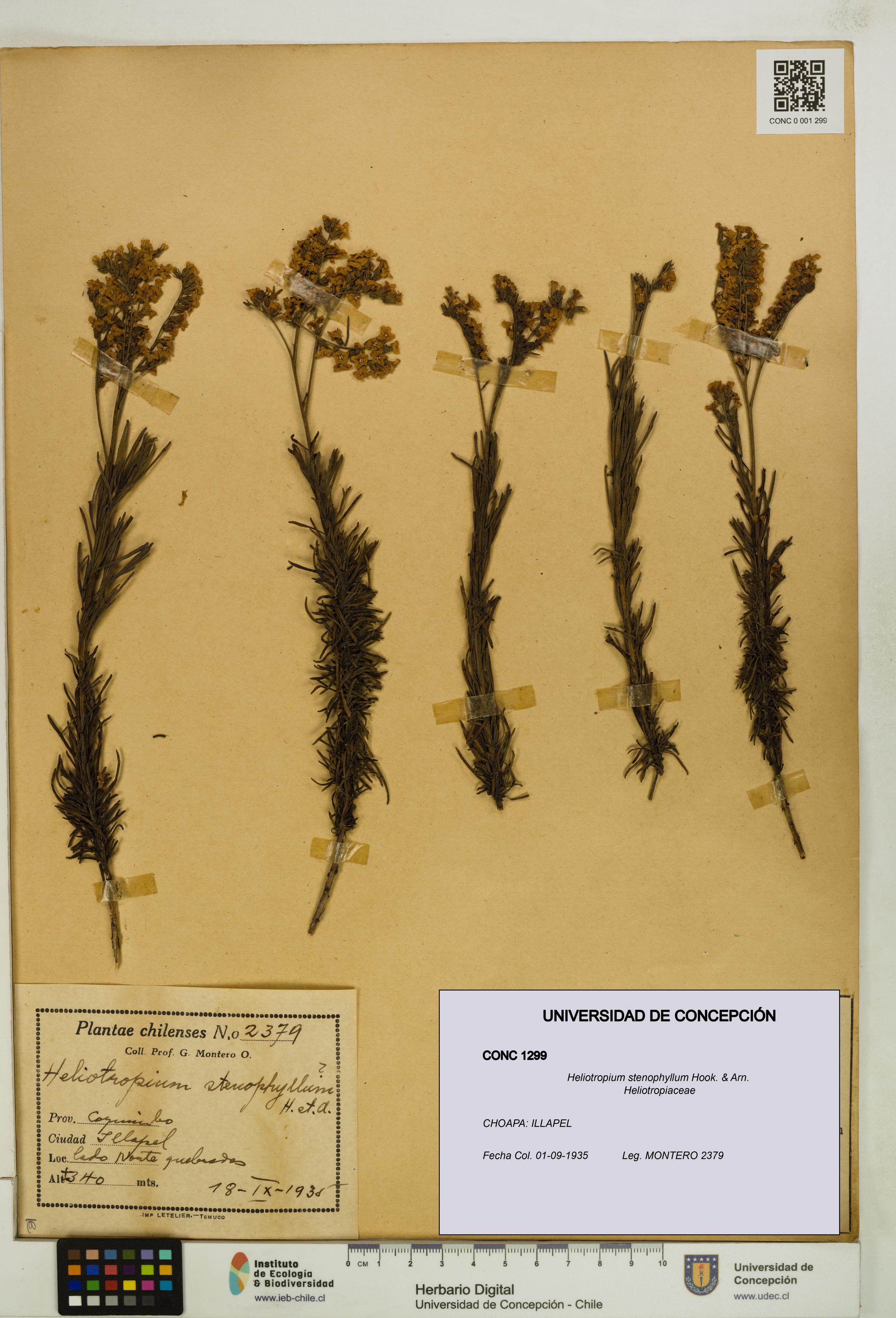 Heliotropium stenophyllum [Espécimen: UDEC:CONC:0001299]