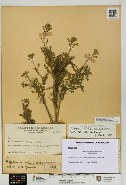 Mathewsia foliosa [Espécimen: UDEC:CONC:0001306]