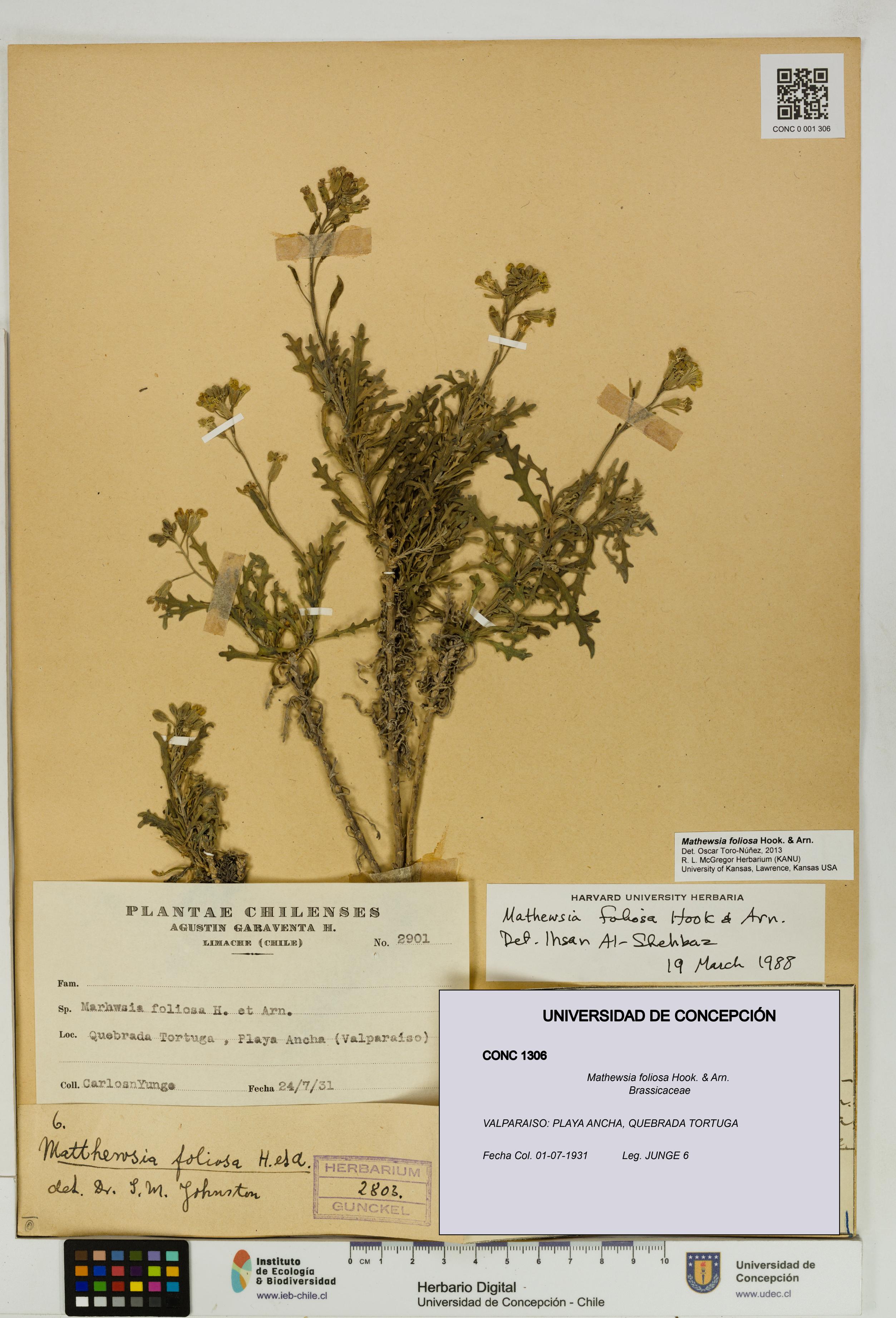 Mathewsia foliosa [Espécimen: UDEC:CONC:0001306]