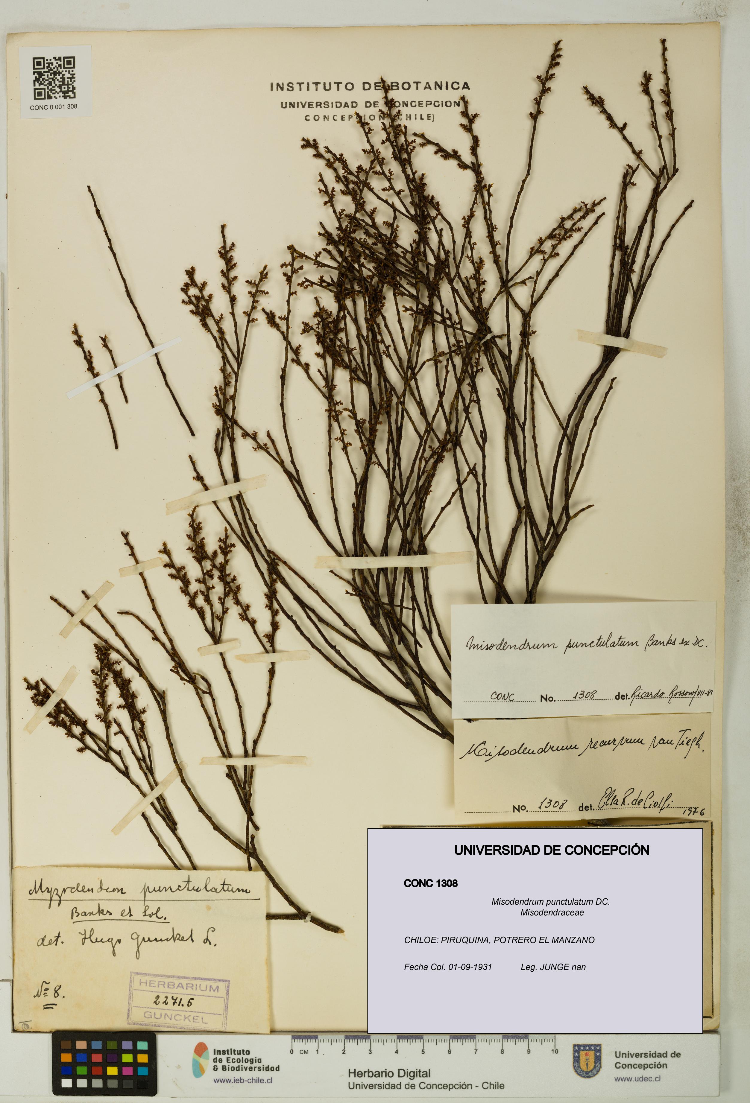 Misodendrum punctulatum [Espécimen: UDEC:CONC:0001308]