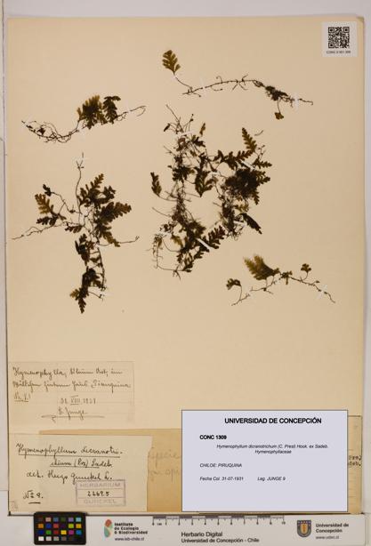 Hymenophyllum dicranotrichum [Espécimen: UDEC:CONC:0001309]
