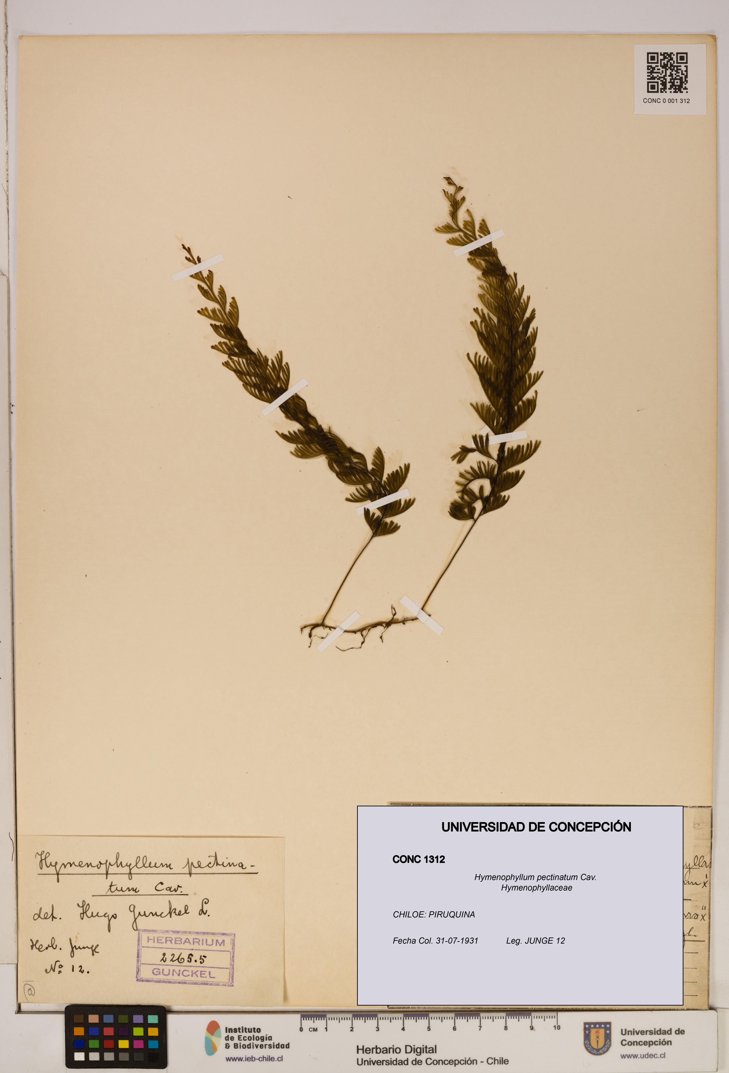 Hymenophyllum pectinatum [Espécimen: ]