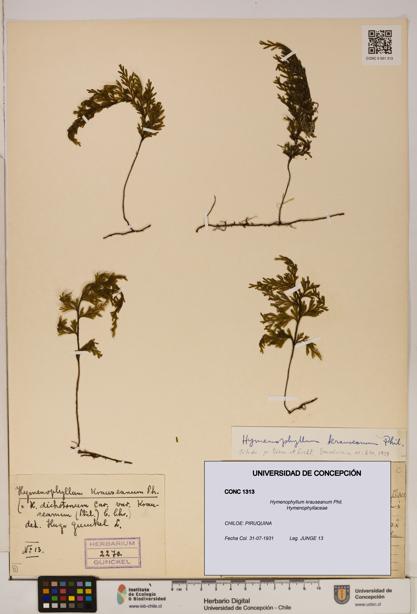 Hymenophyllum krauseanum [Espécimen: ]