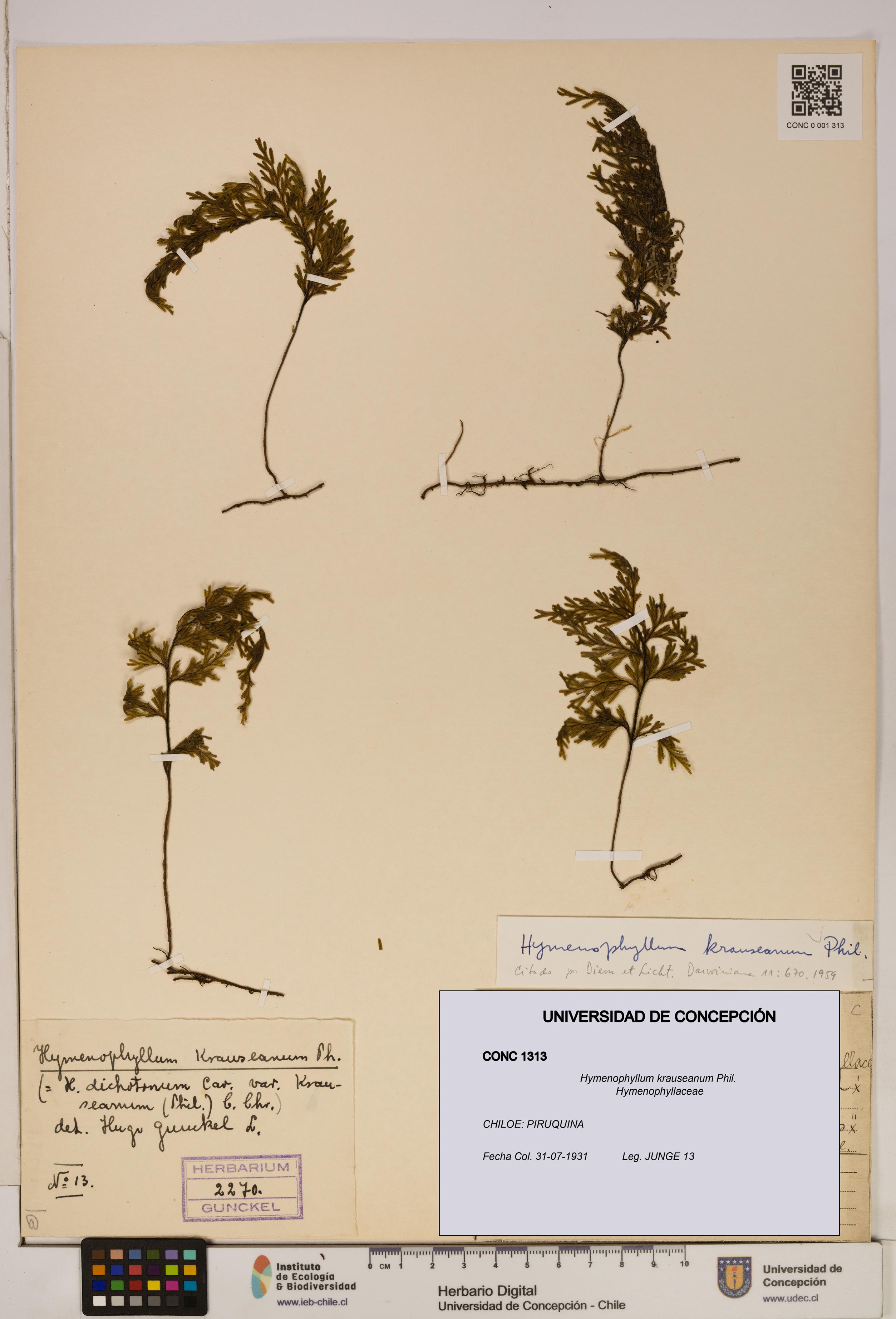 Hymenophyllum krauseanum [Espécimen: ]