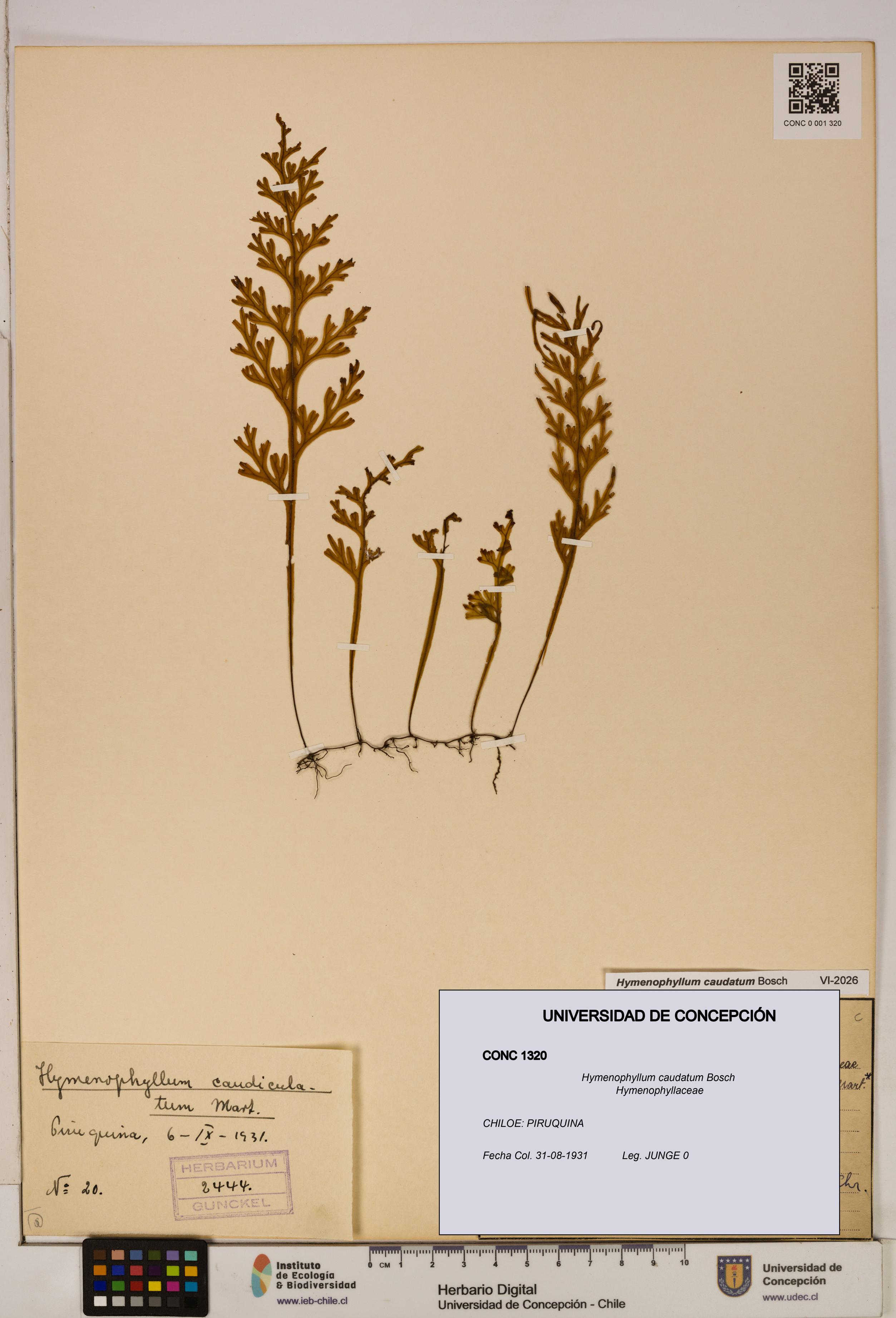 Hymenophyllum caudatum [Espécimen: UDEC:CONC:0001320]