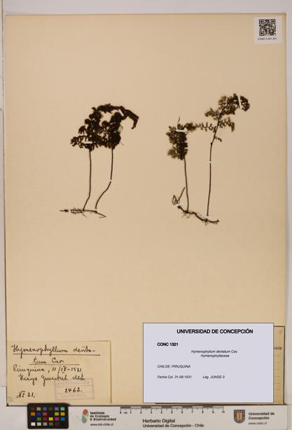 Hymenophyllum dentatum [Espécimen: UDEC:CONC:0001321]
