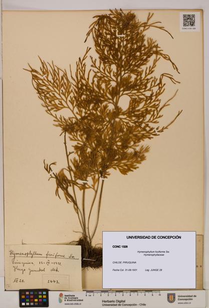 Hymenophyllum fuciforme [Espécimen: UDEC:CONC:0001328]