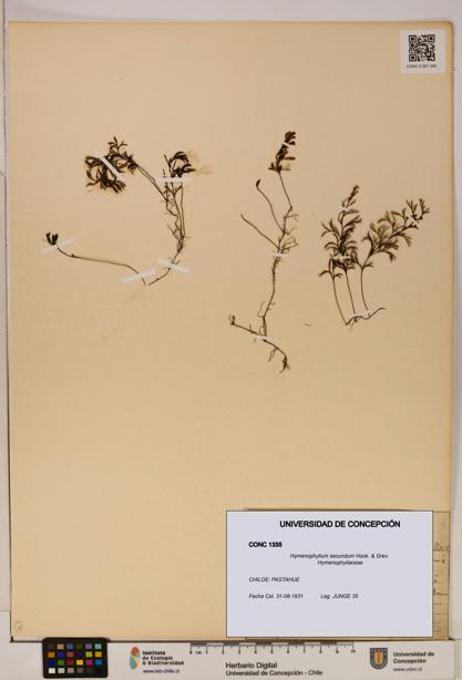 Hymenophyllum secundum [Espécimen: ]