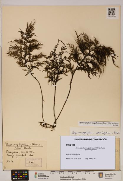 Hymenophyllum magellanicum [Espécimen: ]