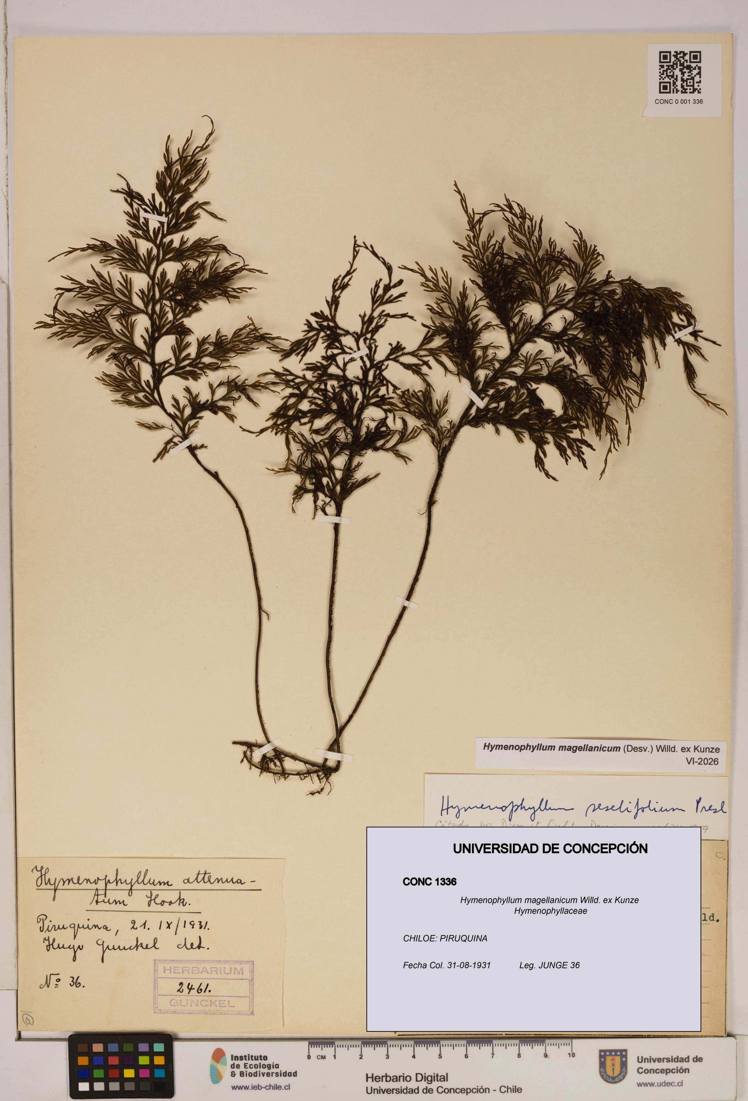 Hymenophyllum magellanicum [Espécimen: ]