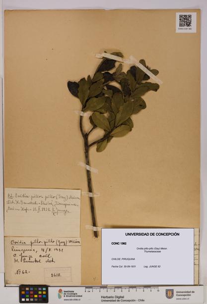 Ovidia pillo-pillo [Espécimen: UDEC:CONC:0001362]