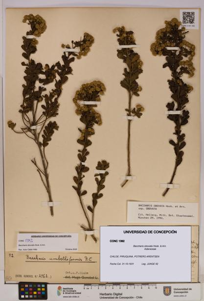 Baccharis obovata [Espécimen: UDEC:CONC:0001392]