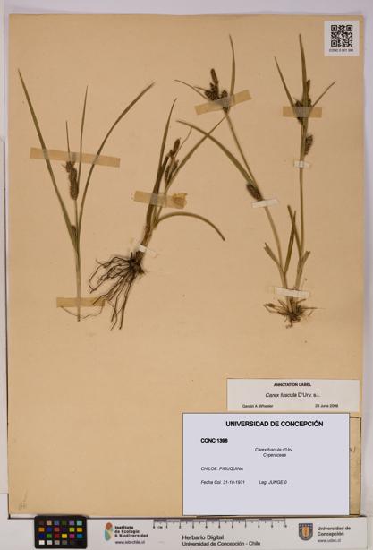 Carex fuscula [Espécimen: UDEC:CONC:0001396]