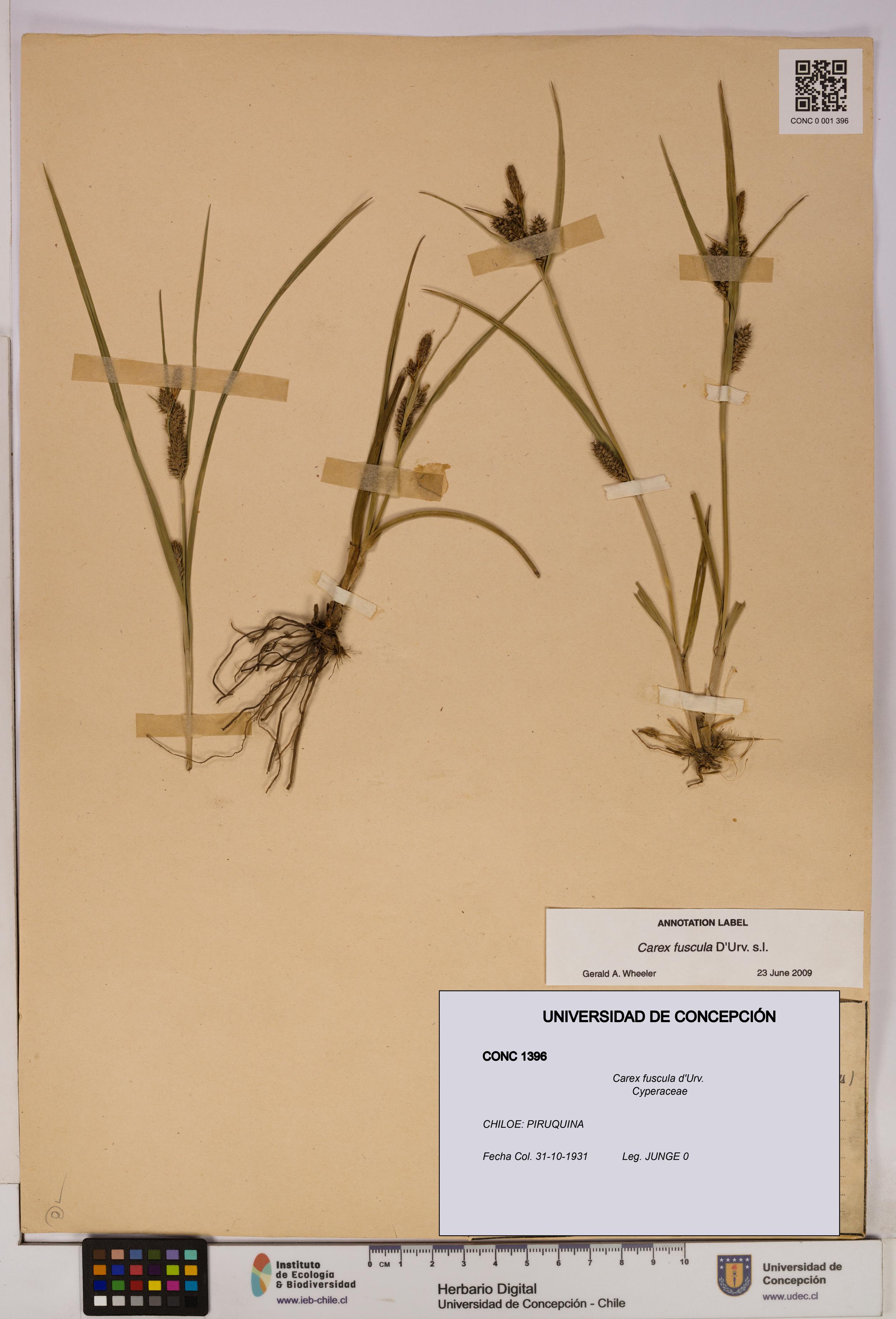 Carex fuscula [Espécimen: UDEC:CONC:0001396]