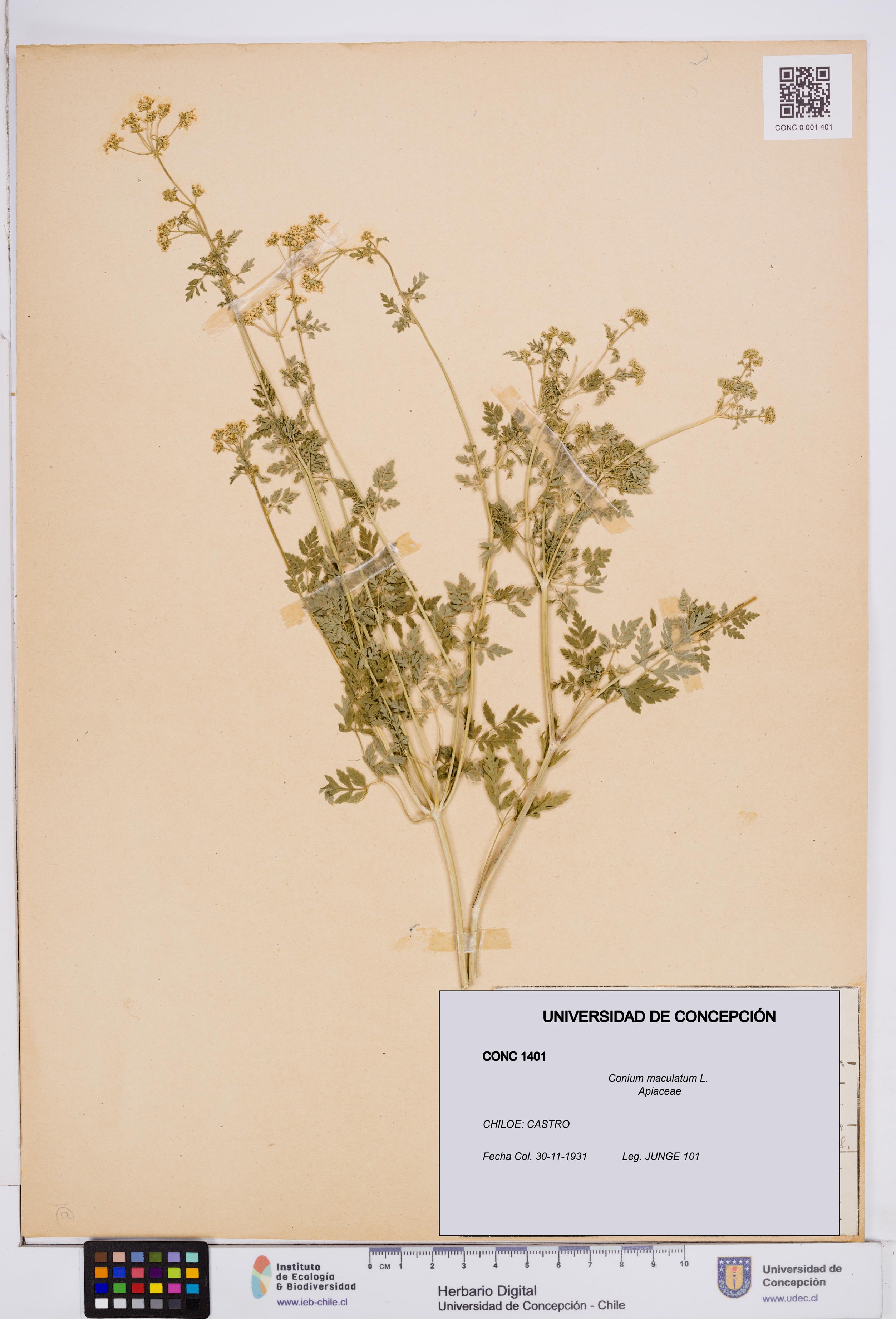 Conium maculatum [Espécimen: ]
