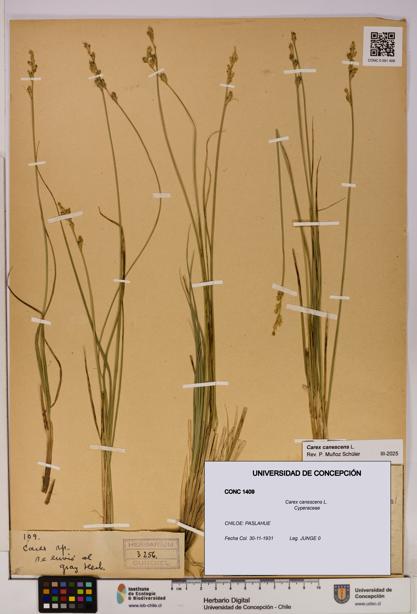 Carex canescens [Espécimen: UDEC:CONC:0001409]