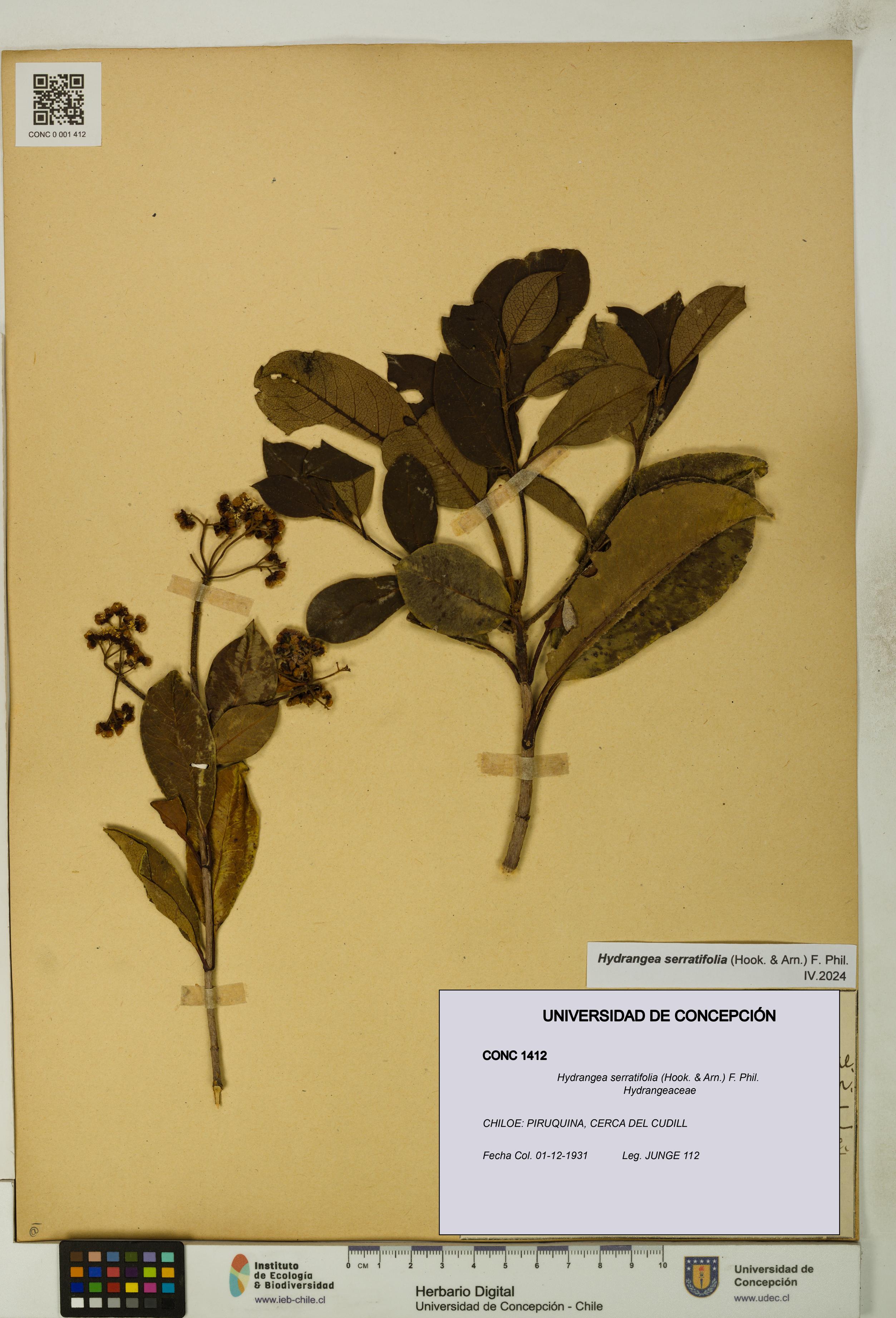 Hydrangea serratifolia [Espécimen: UDEC:CONC:0001412]