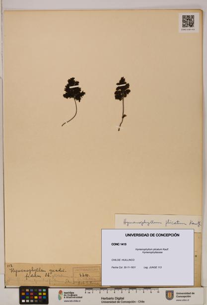 Hymenophyllum plicatum [Espécimen: ]