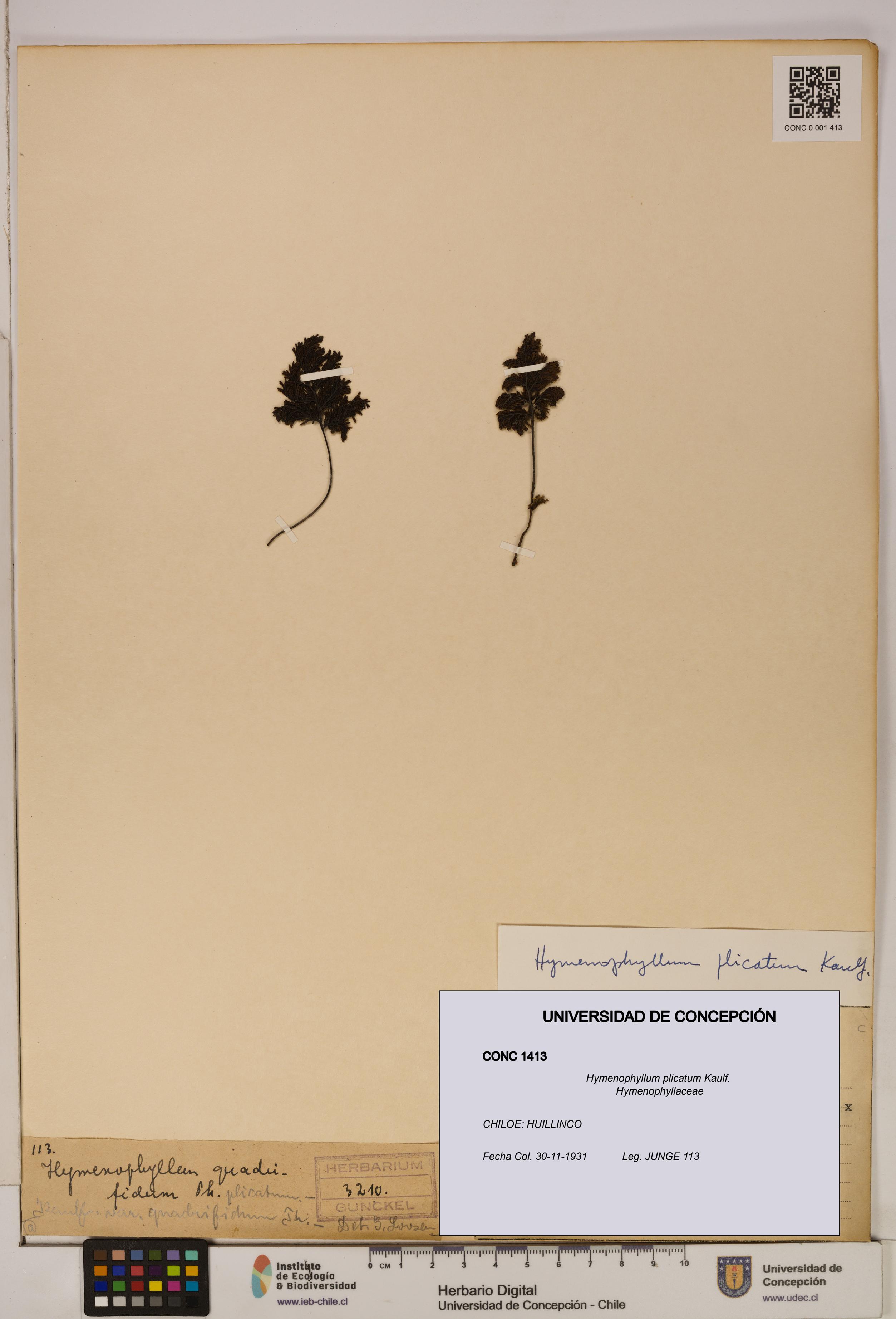 Hymenophyllum plicatum [Espécimen: ]
