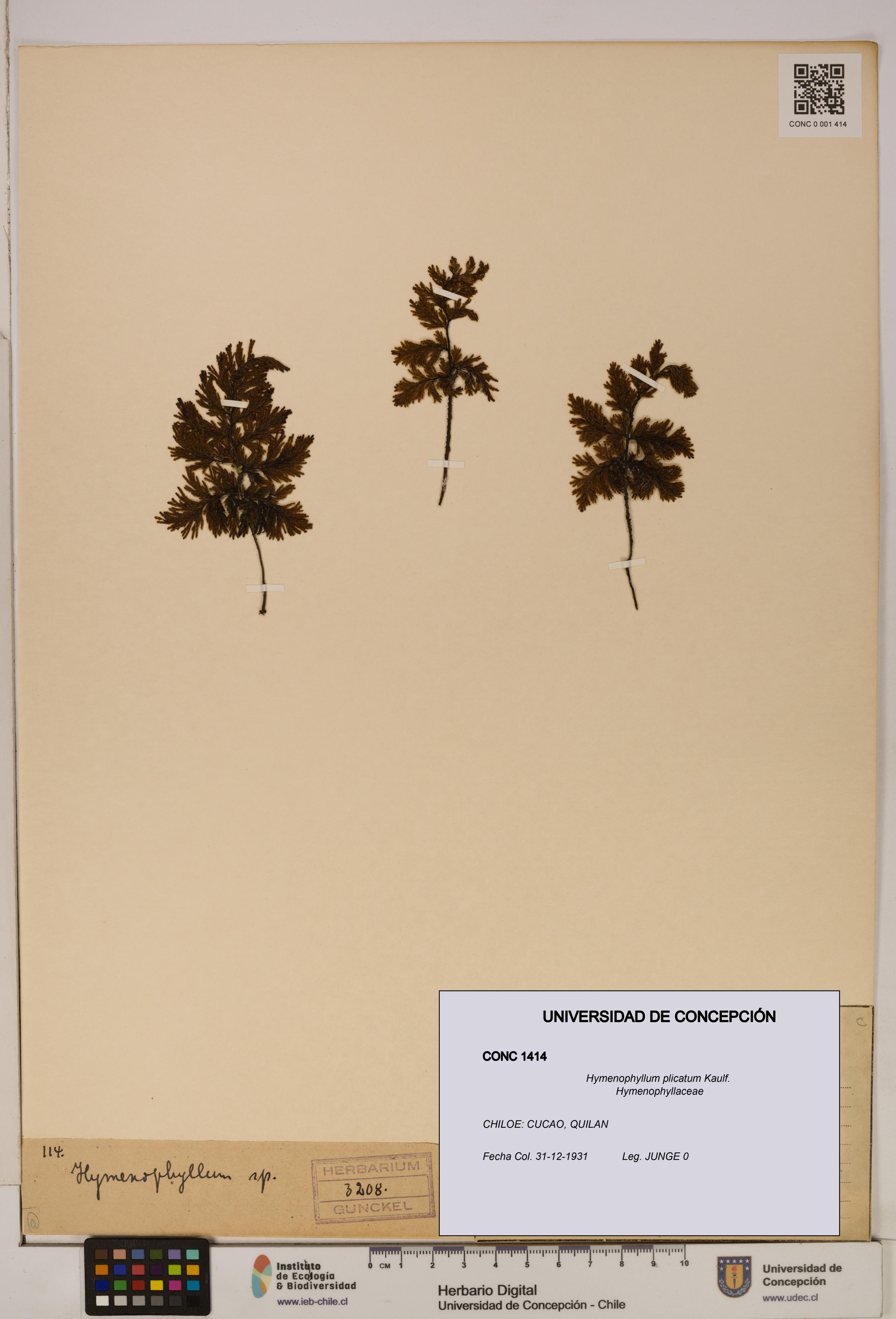 Hymenophyllum plicatum [Espécimen: ]