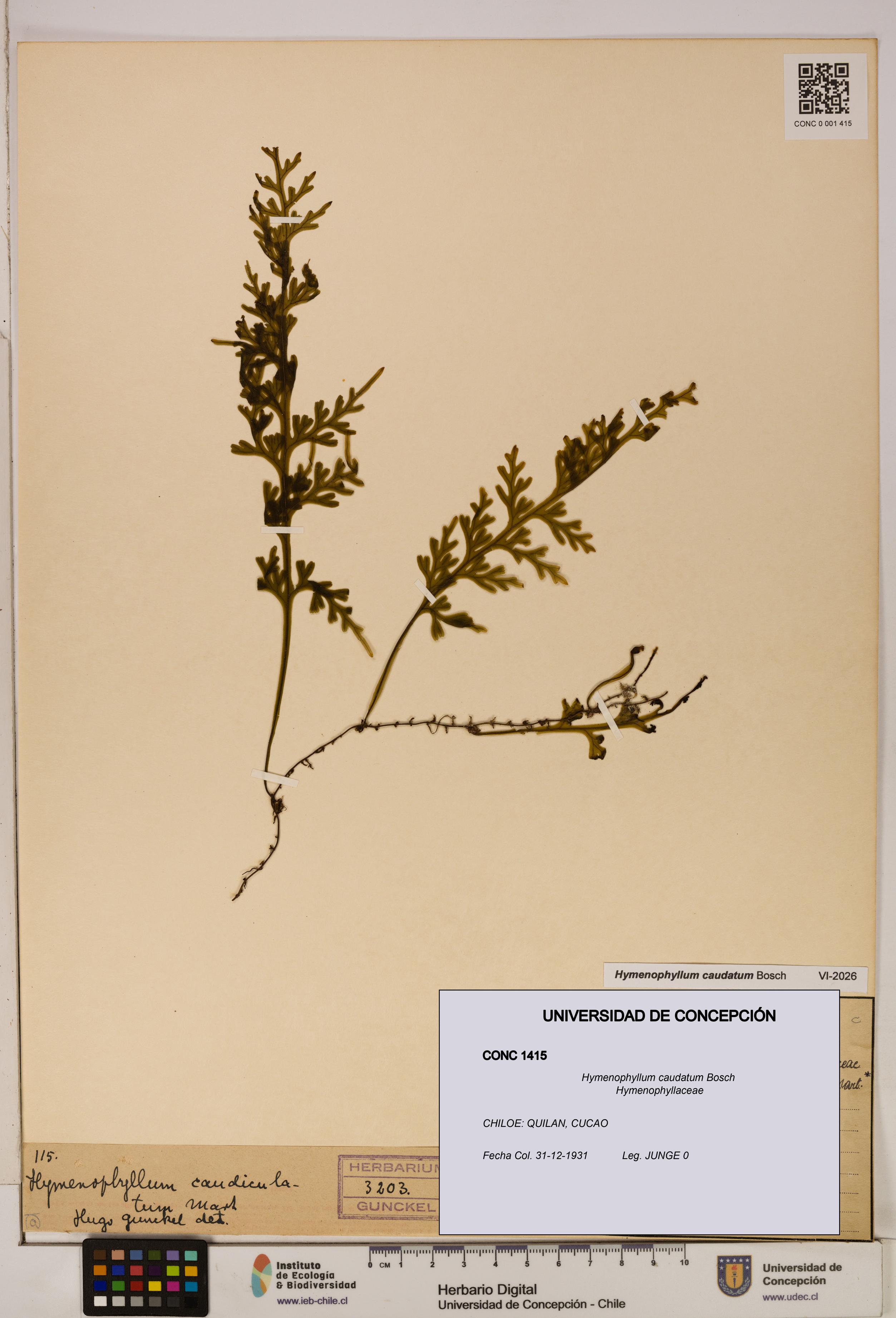 Hymenophyllum caudatum [Espécimen: UDEC:CONC:0001415]