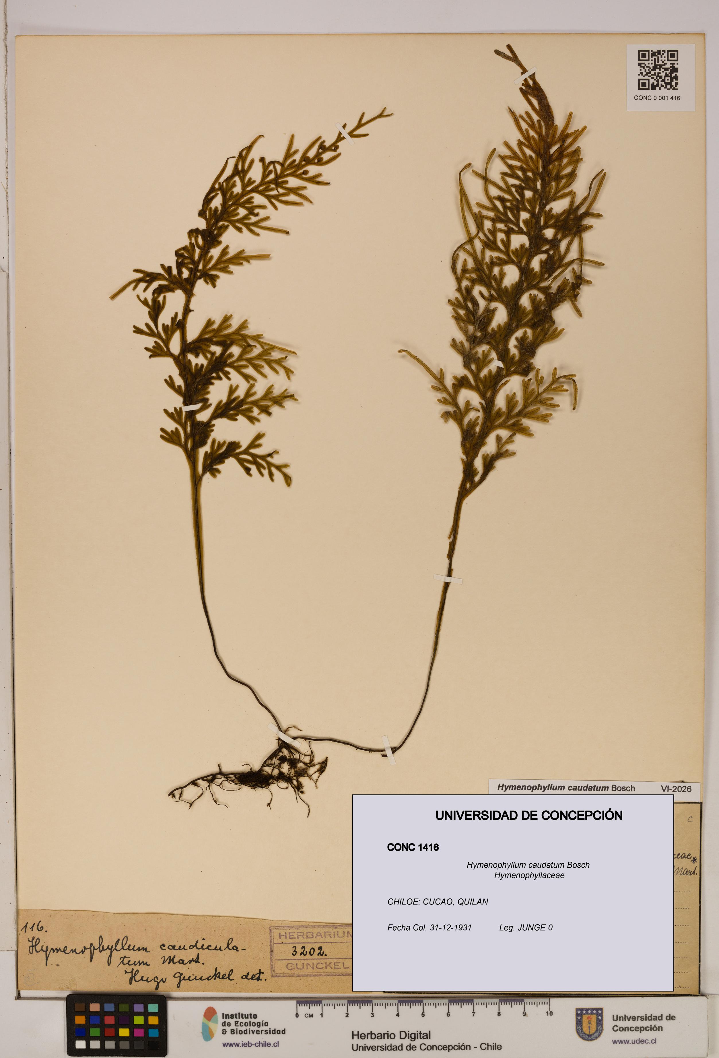 Hymenophyllum caudatum [Espécimen: UDEC:CONC:0001416]