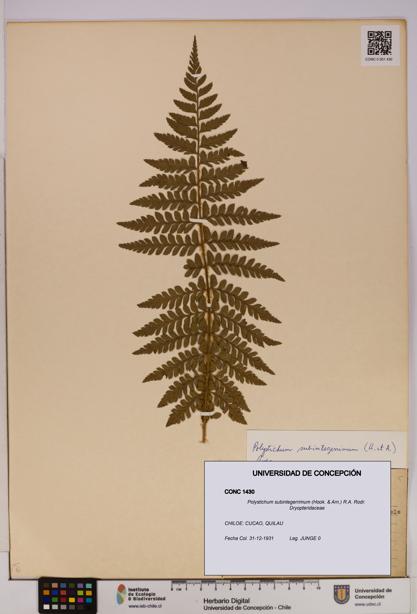 Polystichum subintegerrimum [Espécimen: UDEC:CONC:0001430]