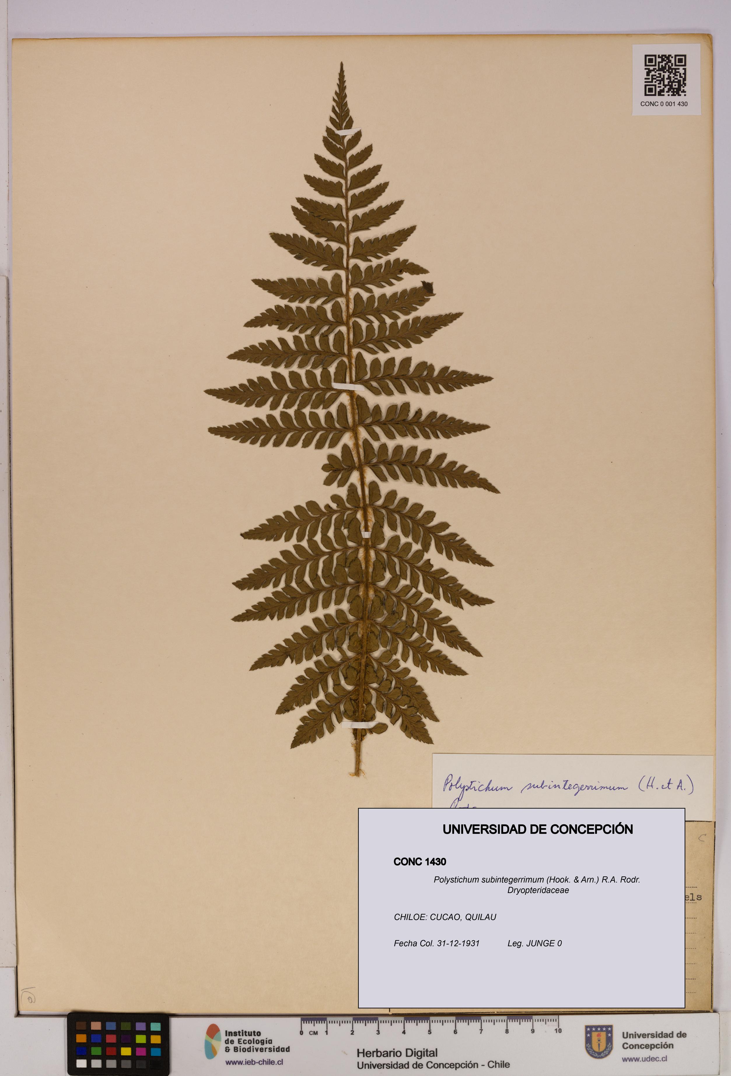 Polystichum subintegerrimum [Espécimen: UDEC:CONC:0001430]