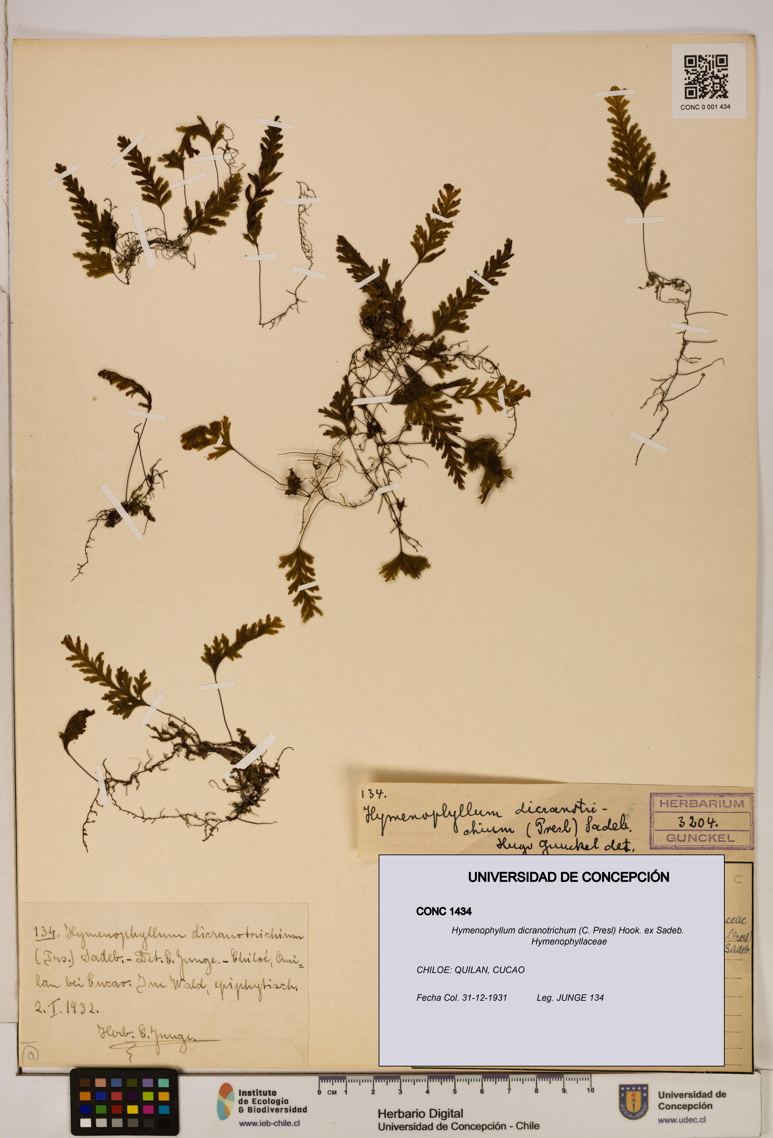 Hymenophyllum dicranotrichum [Espécimen: UDEC:CONC:0001434]