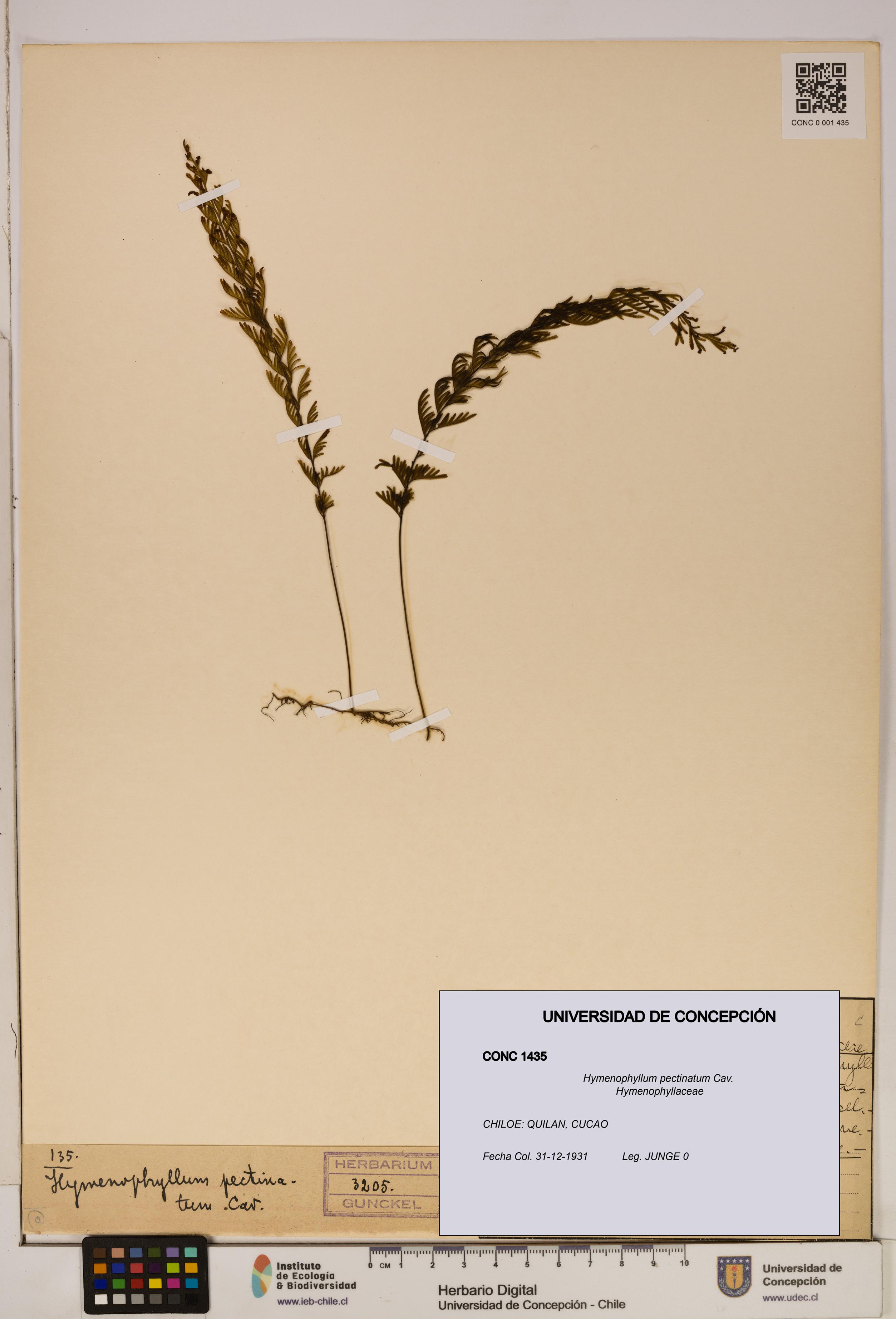 Hymenophyllum pectinatum [Espécimen: ]