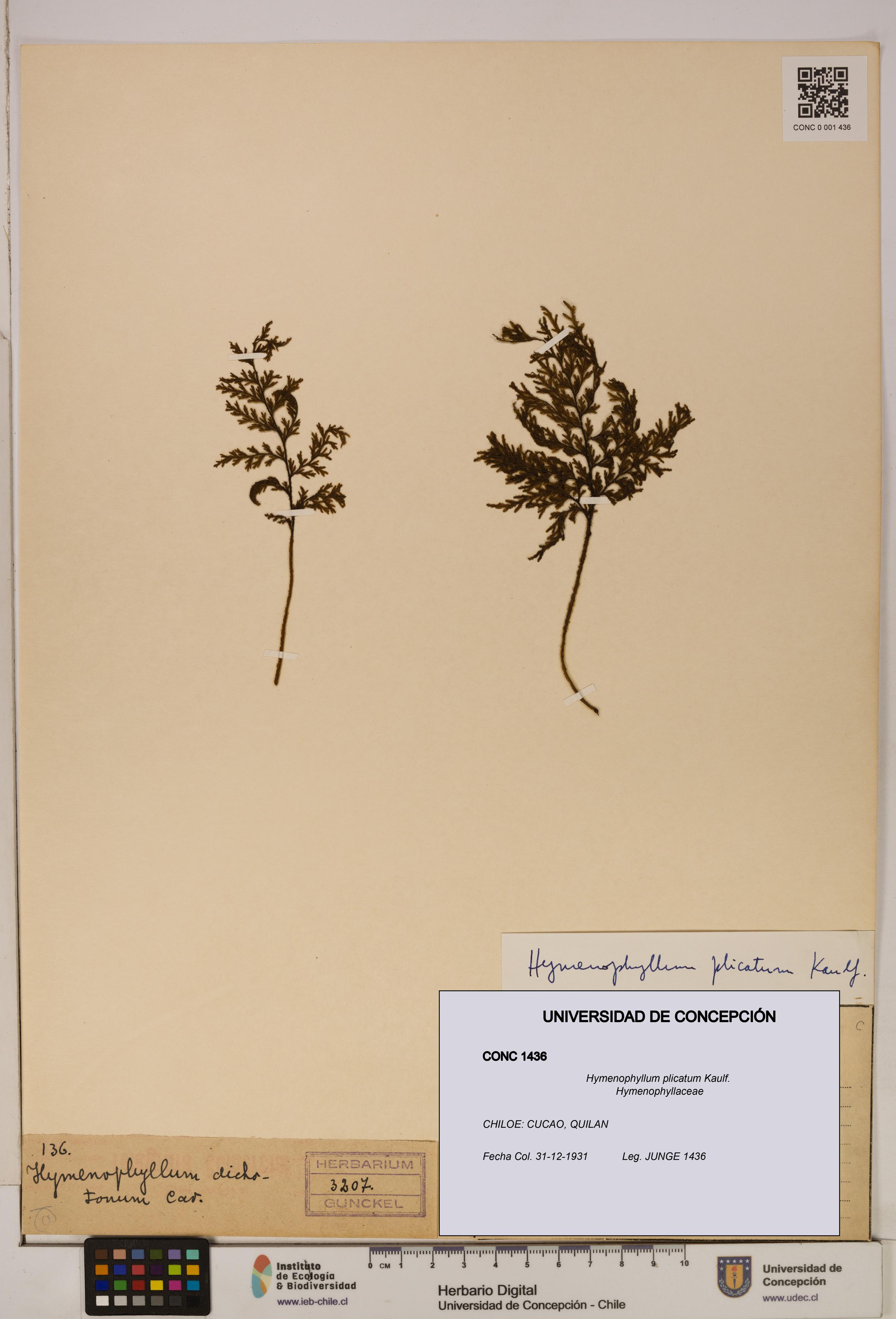 Hymenophyllum plicatum [Espécimen: ]