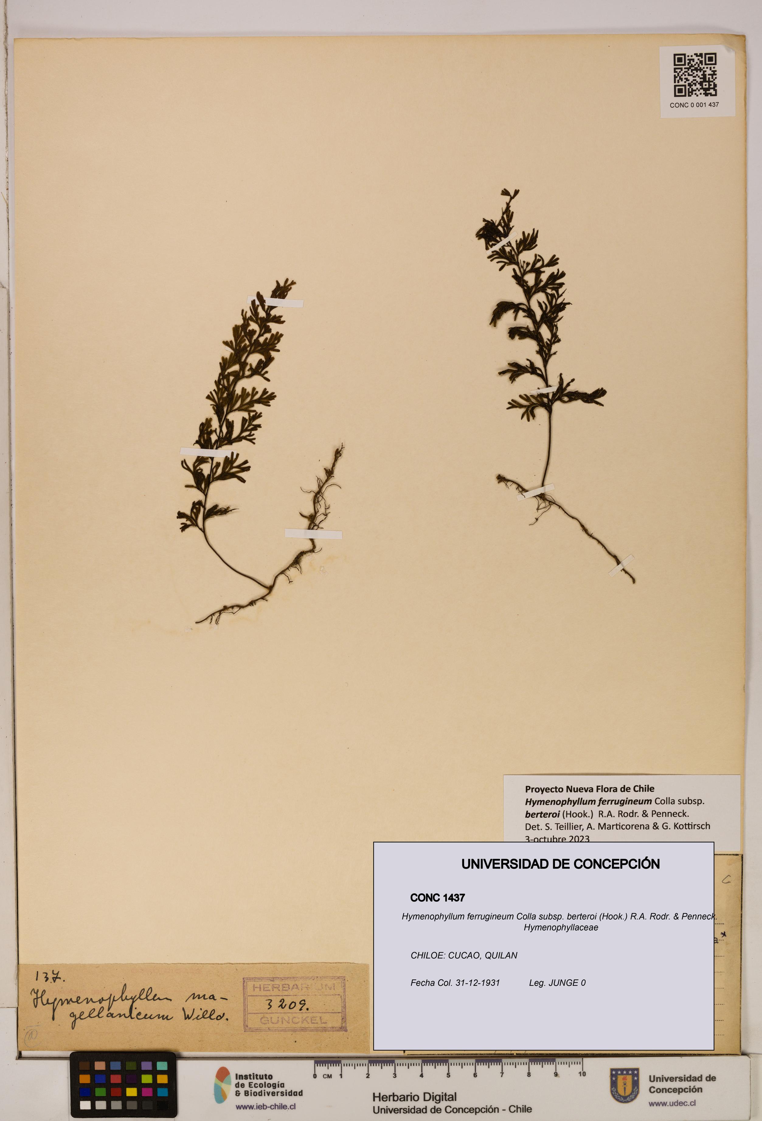 Hymenophyllum ferrugineum [Espécimen: UDEC:CONC:0001437]