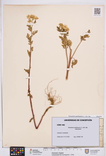 Tanacetum parthenium [Espécimen: ]
