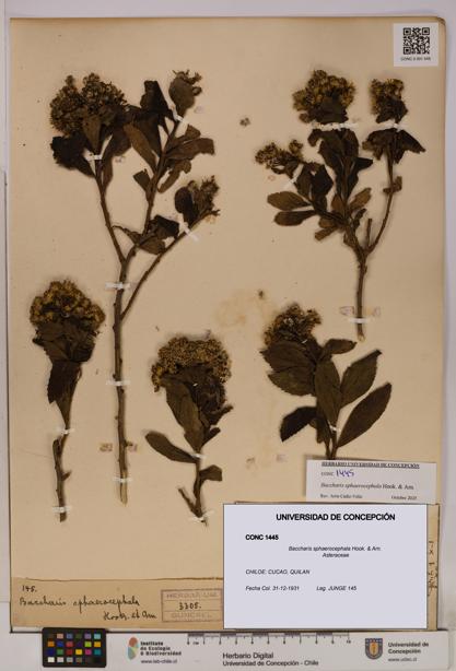 Baccharis sphaerocephala [Espécimen: UDEC:CONC:0001445]