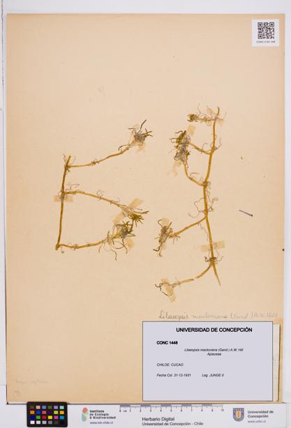 Lilaeopsis macloviana [Espécimen: ]