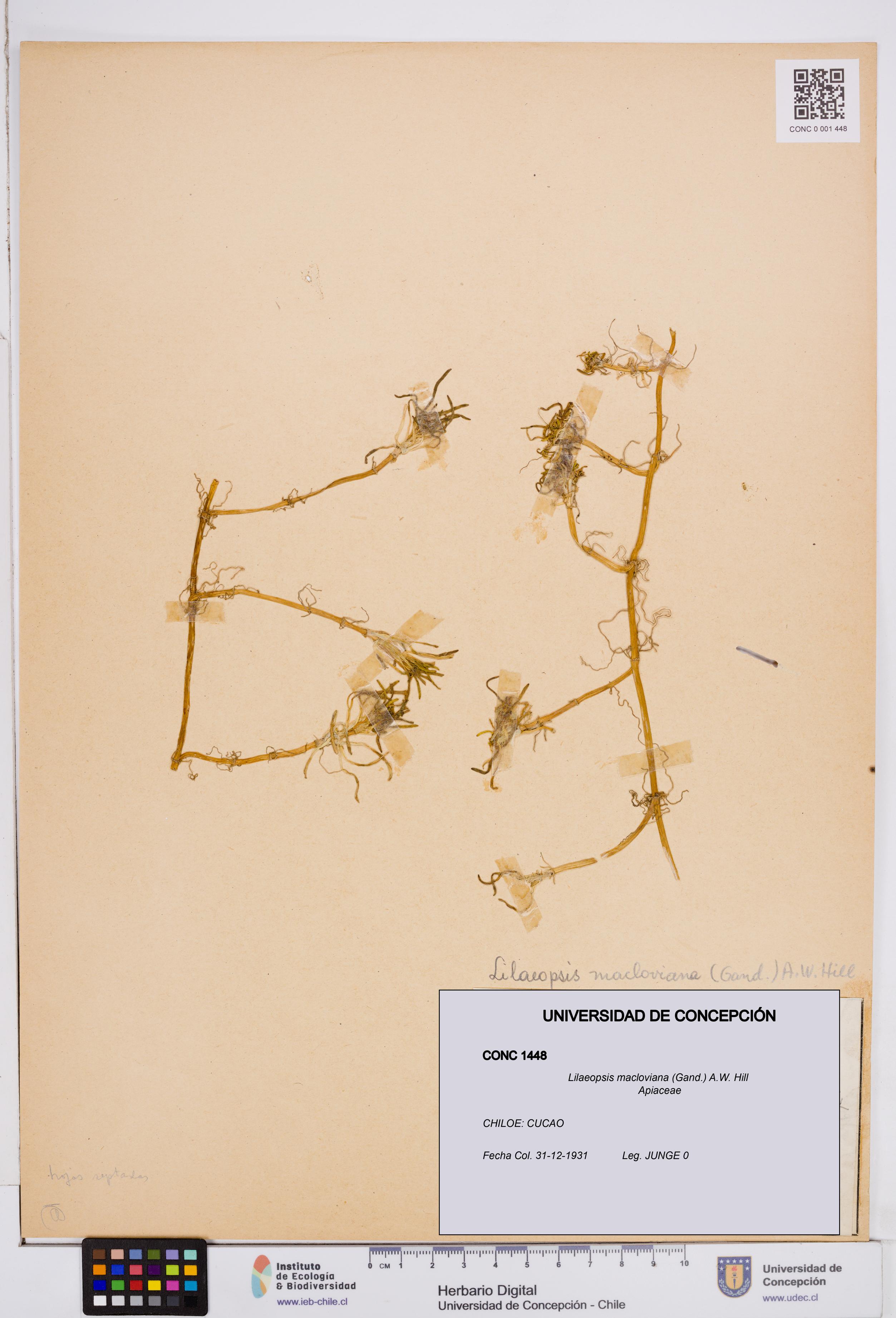 Lilaeopsis macloviana [Espécimen: ]