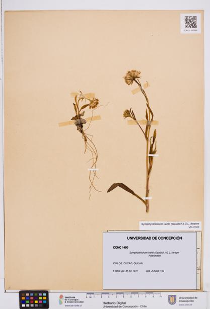 Symphyotrichum vahlii [Espécimen: ]