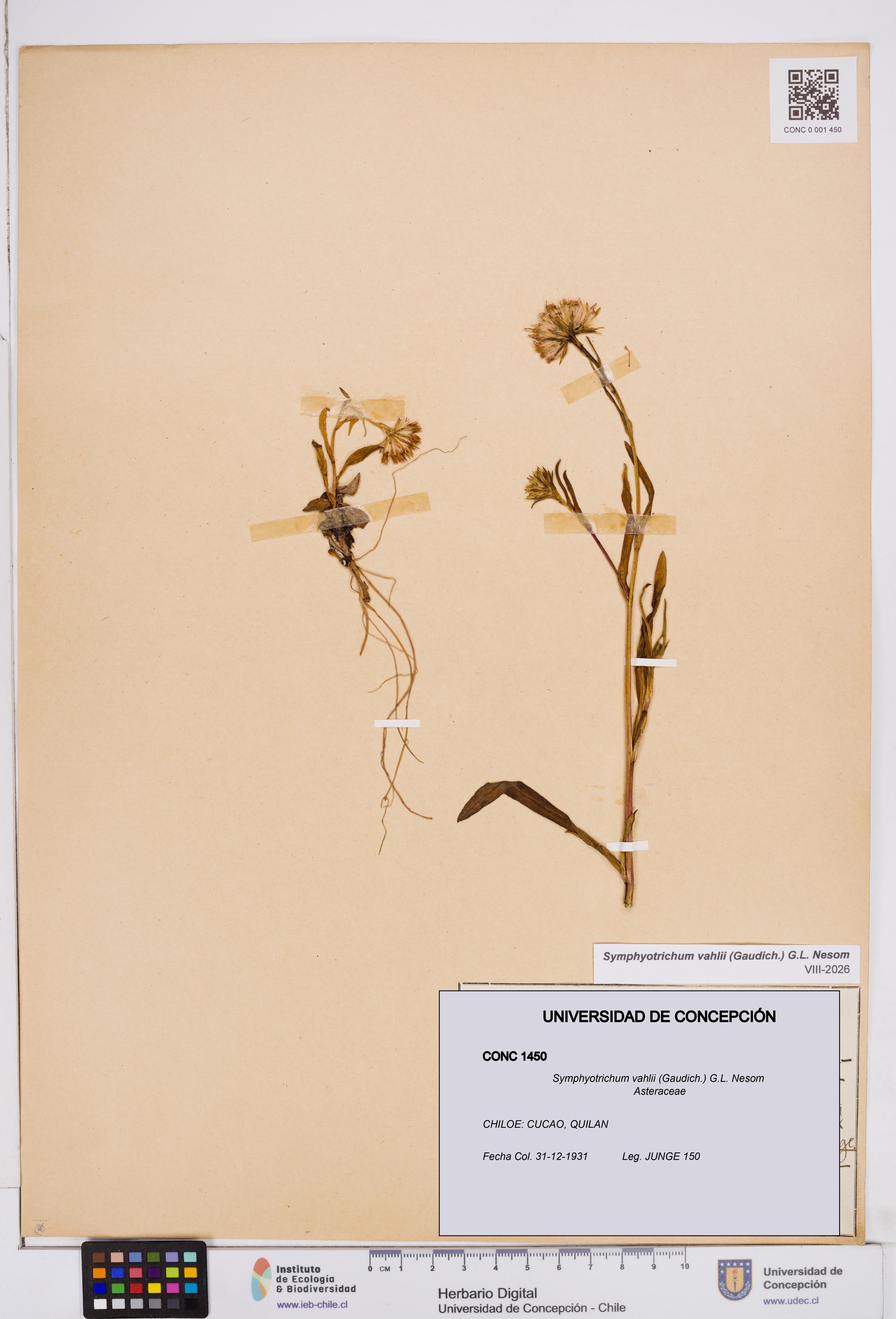 Symphyotrichum vahlii [Espécimen: ]