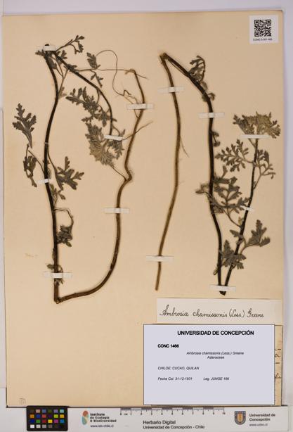 Ambrosia chamissonis [Espécimen: UDEC:CONC:0001466]