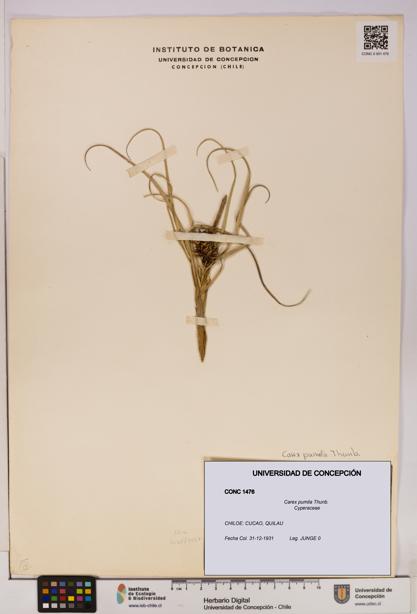 Carex pumila [Espécimen: UDEC:CONC:0001476]