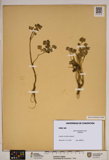 Apium prostratum [Espécimen: ]
