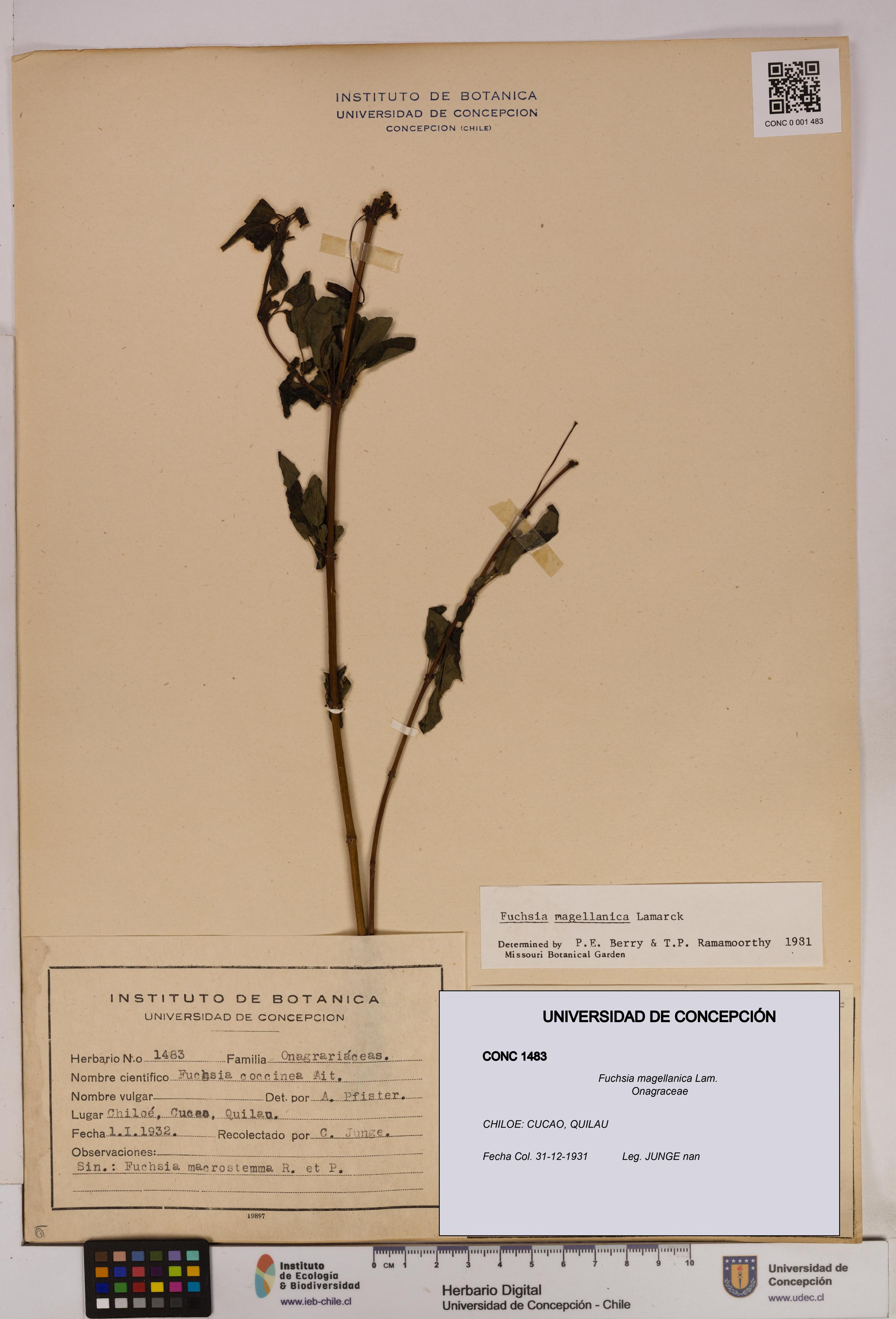 Fuchsia magellanica [Espécimen: UDEC:CONC:0001483]